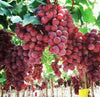 South Mountain Nursery Giant Red Globe Heirloom Grape Seeds - Non GMO - Sweet Fruit