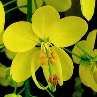 Golden Shower Tree - 10 Seeds - Purging Cassia Fistula Indian Laburnum Pudding-Pipe Tree South Mountain Nursery