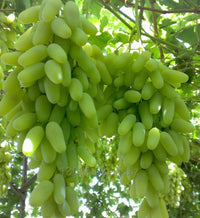 South Mountain Nursery Green Finger Grape Heirloom Seeds - Vitus Vinifera - Non GMO - Tasty