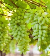 South Mountain Nursery Green Finger Grape Heirloom Seeds - Vitus Vinifera - Non GMO - Tasty