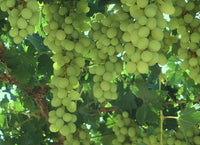 South Mountain Nursery Green Heirloom Grape Seeds - Non GMO - Sweet Fruit