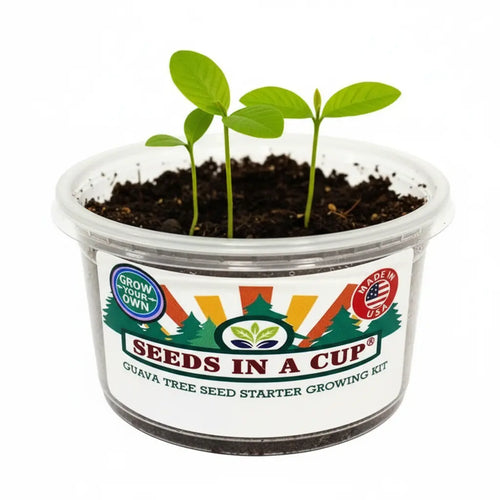 American Ash Tree Grow Kit | Grow from Seed | Seeds In A Cup®