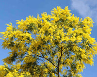 South Mountain Nursery Hawaiian Mimosa Seeds - Tropical Tree