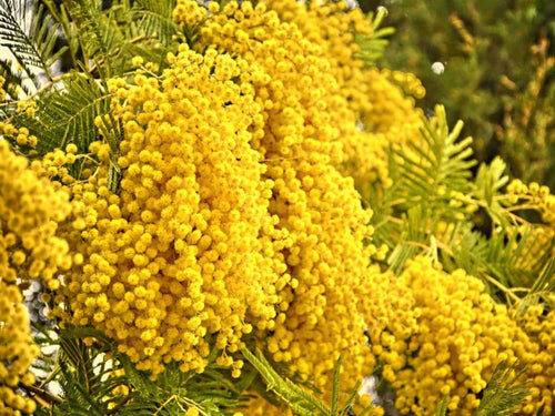 South Mountain Nursery Hawaiian Mimosa Seeds - Tropical Tree, Miracle Tree, Wild Tamarind,