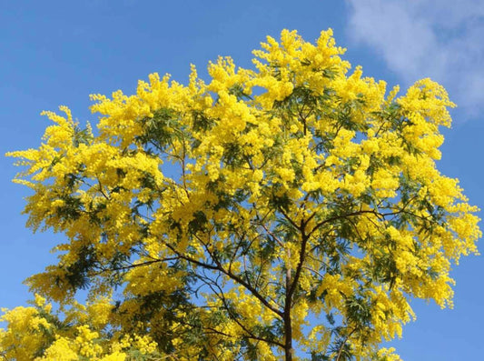 South Mountain Nursery Hawaiian Mimosa Seeds - Tropical Tree, Miracle Tree, Wild Tamarind,