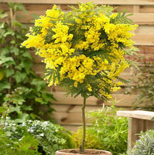 South Mountain Nursery Hawaiian Mimosa Seeds - Tropical Tree, Miracle Tree, Wild Tamarind,