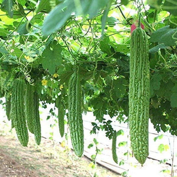 Heirloom Vegetable Green Balsam Pear Bitter Melon - 40 Seeds South Mountain Nursery