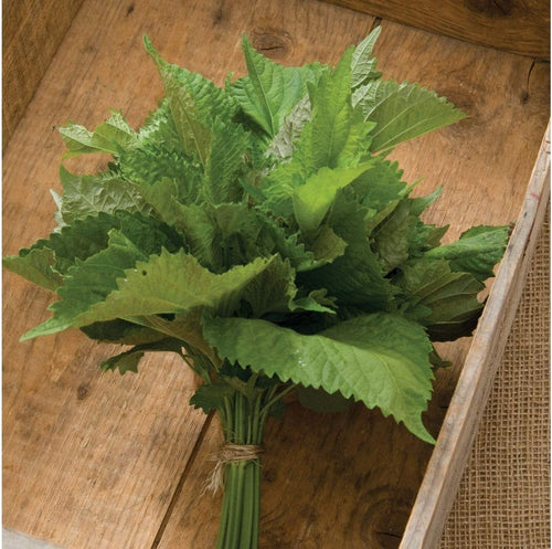 Herb Shiso Green - 200 Seeds -  Non-Gmo Heirloom South Mountain Nursery