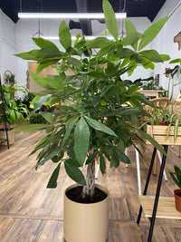 Pachira Braid "Money Tree"