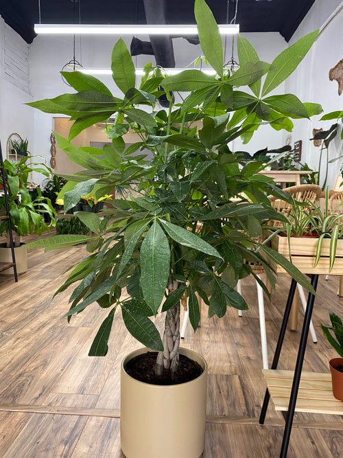 Pachira Braid "Money Tree"