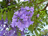 Jacaranda Mimosifolia - 100 Seeds South Mountain Nursery