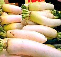 South Mountain Nursery Japanese Daikon Seeds - Daikon Radish Seeds - Japanese Radish -