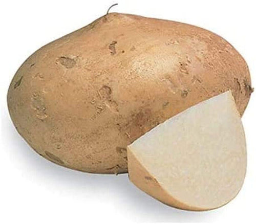Jicama Root Seeds - 20 Large Seeds South Mountain Nursery