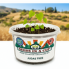 Tree & Vine Seed Growing Kit – Multiple Tree Varieties