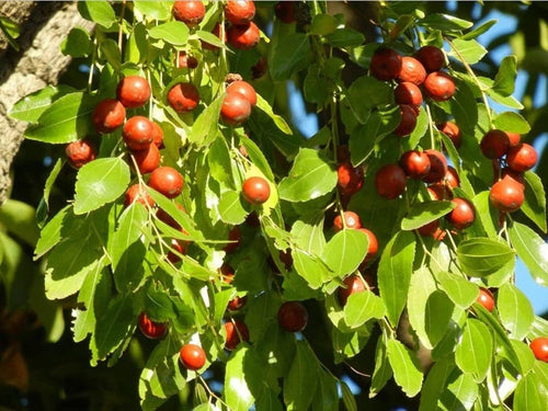 South Mountain Nursery Jujube - 10 Seeds - Ziziphus Jujuba Fruit Tree