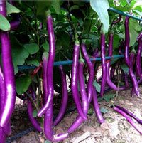 South Mountain Nursery Long Purple Eggplant Seeds - Solanum Melongena - Non-Gmo Aubergine