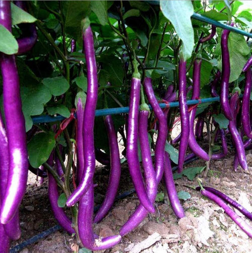 South Mountain Nursery Long Purple Eggplant Seeds - Solanum Melongena - Non-Gmo Aubergine