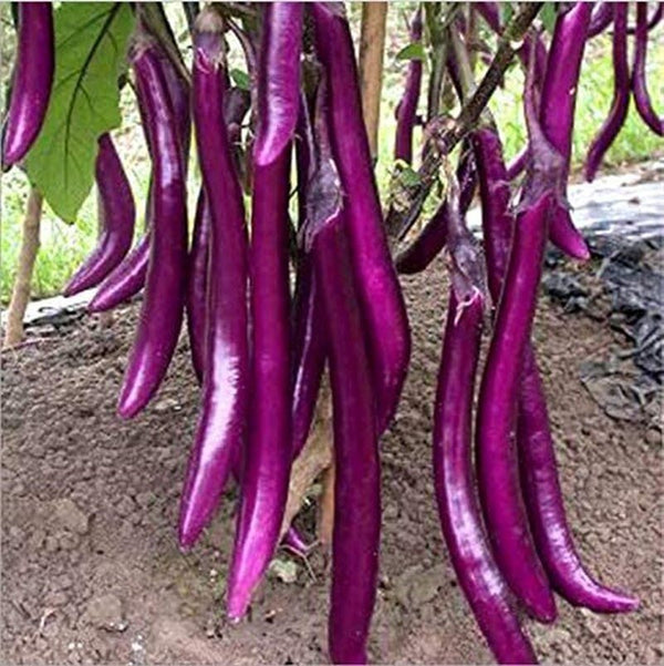 South Mountain Nursery Long Purple Eggplant Seeds - Solanum Melongena - Non-Gmo Aubergine