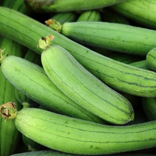 Luffa Sponge Gourd Seeds - Luffa Cylindrica - Easy to Grow Vegetable Garden South Mountain Nursery