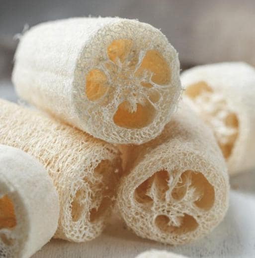 Luffa Sponge Gourd Seeds - Luffa Cylindrica - Easy to Grow Vegetable Garden South Mountain Nursery