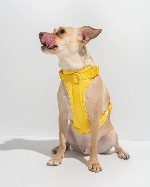 Luxe Harness - Soleil