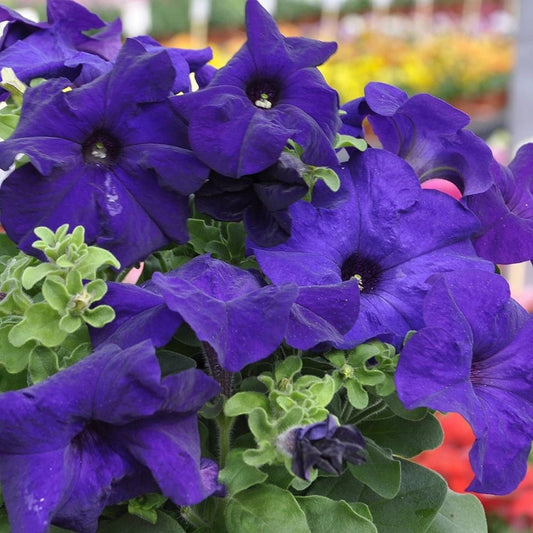 Mandevilla Sanderi - 50 Seeds - Brazilian Jasmine Beautiful and Colorful Fragrance Blooms Easy Care Requirement South Mountain Nursery