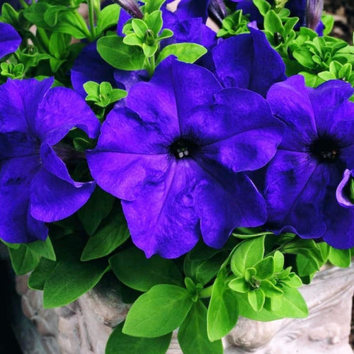 Mandevilla Sanderi - 50 Seeds - Brazilian Jasmine Beautiful and Colorful Fragrance Blooms Easy Care Requirement South Mountain Nursery