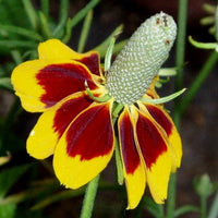 South Mountain Nursery Mexican Hat - 100 Seeds - Drought Tolerant Coneflower Flower