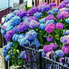 South Mountain Nursery Mixed Hydrangea Seeds - Giant Beautiful Shrub and Hardy Perennial