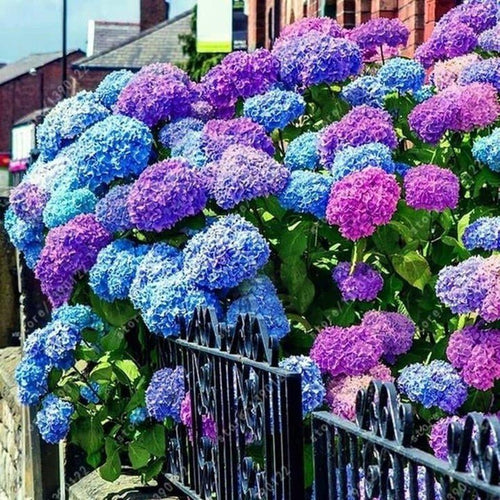 South Mountain Nursery Mixed Hydrangea Seeds - Giant Beautiful Shrub and Hardy Perennial