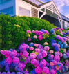 South Mountain Nursery Mixed Hydrangea Seeds - Giant Beautiful Shrub and Hardy Perennial
