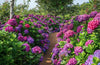 South Mountain Nursery Mixed Hydrangea Seeds - Giant Beautiful Shrub and Hardy Perennial