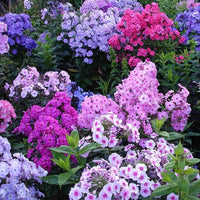 South Mountain Nursery Mixed Phlox Flower Seeds - Dwarf Popstars Phlox Perennial Ground