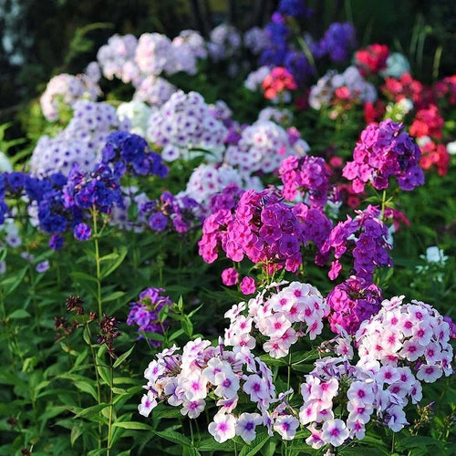 South Mountain Nursery Mixed Phlox Flower Seeds - Dwarf Popstars Phlox Perennial Ground
