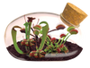 The Meat Eating Mouse Garden Glass Terrarium with Cork