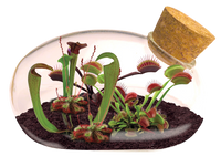 The Meat Eating Mouse Garden Glass Terrarium with Cork