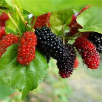 South Mountain Nursery Mulberry Fruit Tree - 100 Seeds -
