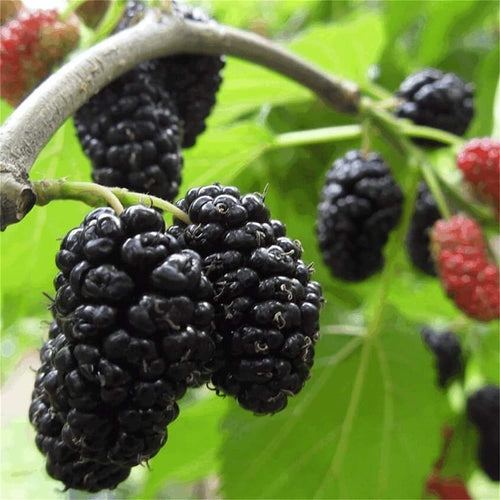 South Mountain Nursery Mulberry Fruit Tree - 100 Seeds -