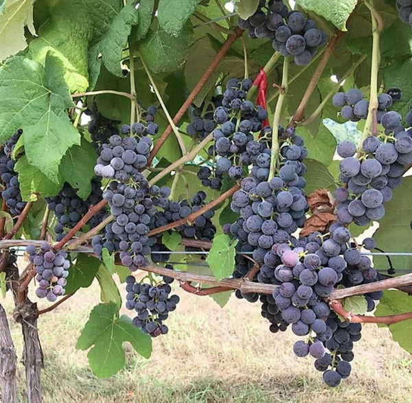 South Mountain Nursery Muscadine Grape Seeds - Non GMO - Vitis Rotundifolia E165