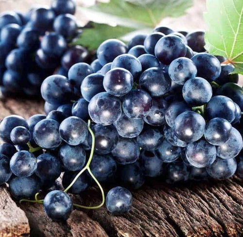 South Mountain Nursery Muscadine Grape Seeds - Non GMO - Vitis Rotundifolia E165