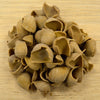 Fresh Mushroom Orecchiette Pasta