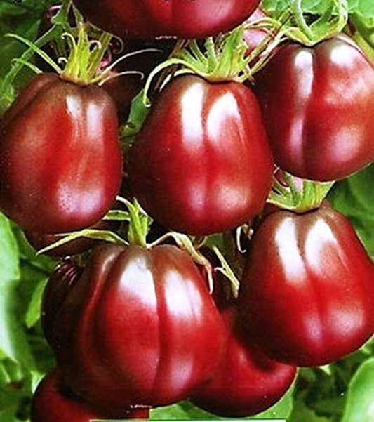 South Mountain Nursery Organic Black Truffle Japanese Tomato Seeds - Non GMO - Easy to Grow
