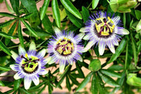 Passion Flower Passiflora Passion Vine Maypop Granadilla Treasure Flower - 10 Seeds South Mountain Nursery