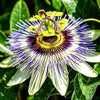 Passion Flower Passiflora Passion Vine Maypop Granadilla Treasure Flower - 10 Seeds South Mountain Nursery