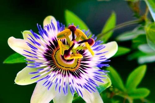 Passion Flower Passiflora Passion Vine Maypop Granadilla Treasure Flower - 10 Seeds South Mountain Nursery