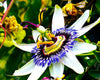 Passion Flower Passiflora Passion Vine Maypop Granadilla Treasure Flower - 10 Seeds South Mountain Nursery