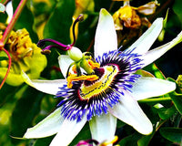 Passion Flower Passiflora Passion Vine Maypop Granadilla Treasure Flower - 10 Seeds South Mountain Nursery