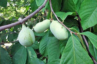 South Mountain Nursery Paw Paw Tree - 6 Seeds - Edible Fruit, Easy to Grow, Exotic
