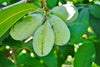 South Mountain Nursery Paw Paw Tree - 6 Seeds - Edible Fruit, Easy to Grow, Exotic