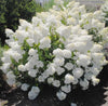 South Mountain Nursery Pee Gee Hydrangea Seeds - Beautiful Attractive Showy and Hardy